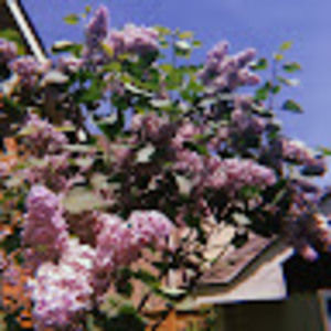 Meet your Posher, Corrina